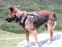 2009_08_18 bella in der silvretta _014